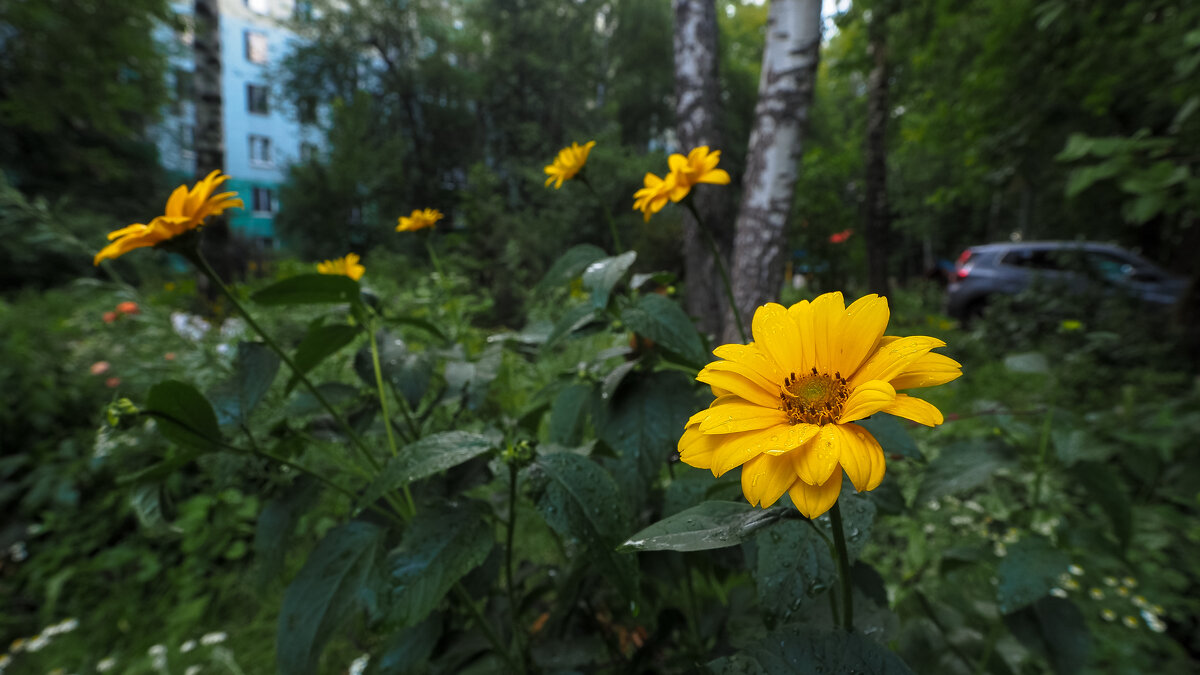 Природа в Городе - юрий поляков Природа в Городе - юрий поляков