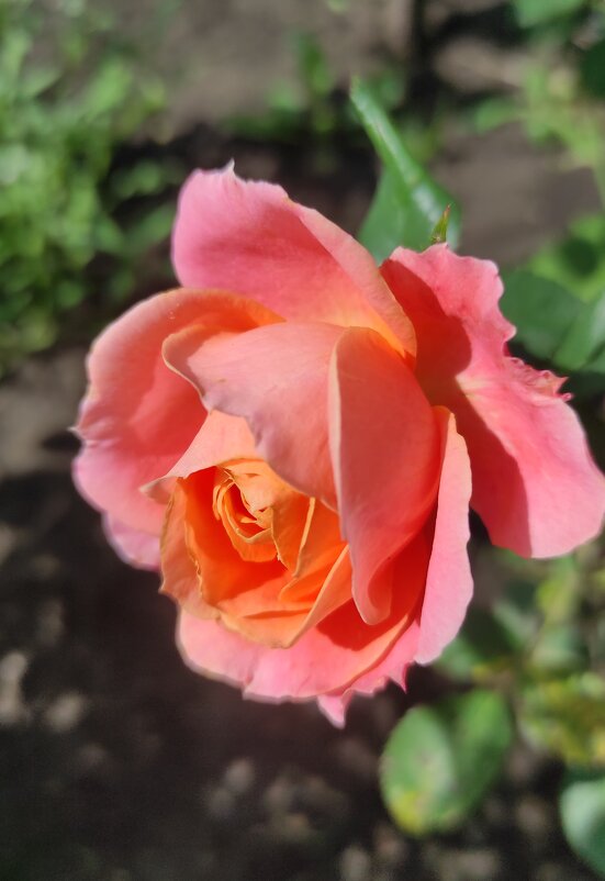 Утром расцвела - Татьяна Лютаева