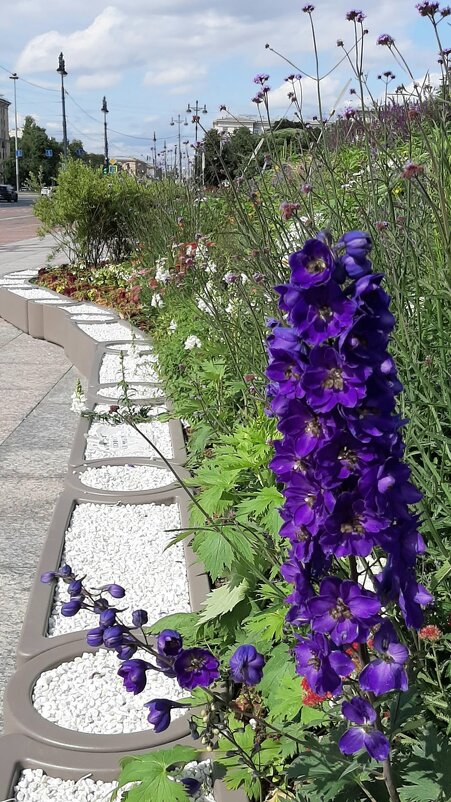 Цветущая Московская площадь - Наталья Герасимова