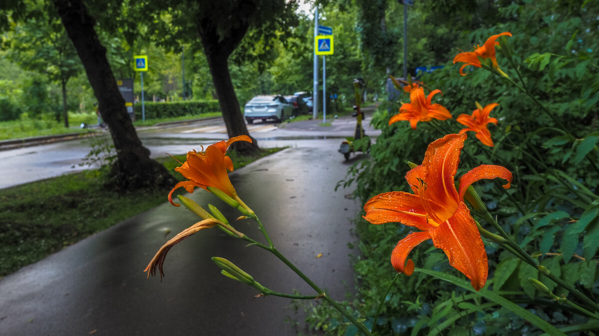 Природа в Городе - юрий поляков