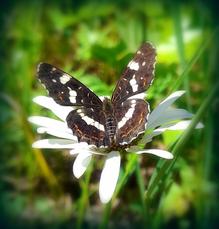 Бабочка на полевой ромашке . - Мила Бовкун Бабочка на полевой ромашке . - Мила Бовкун