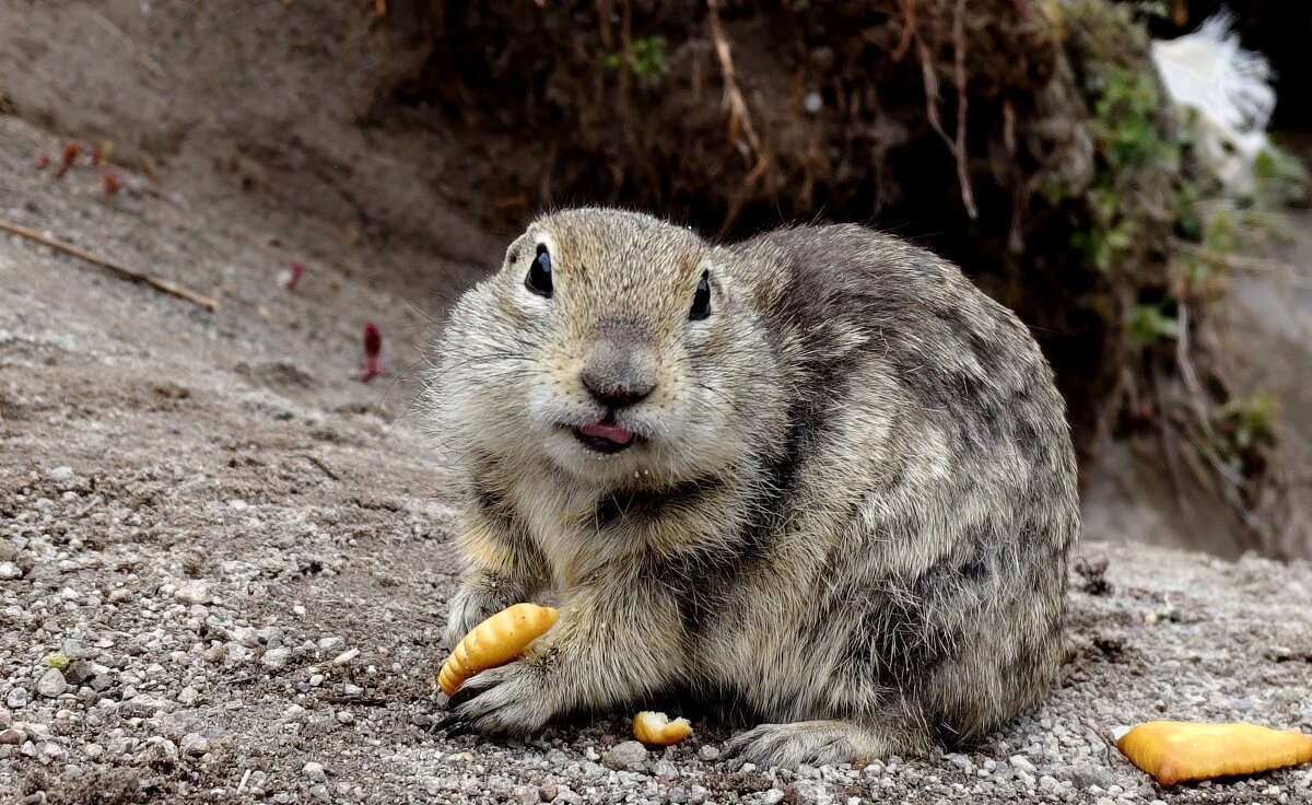 Мерси... - Александр Кондаков