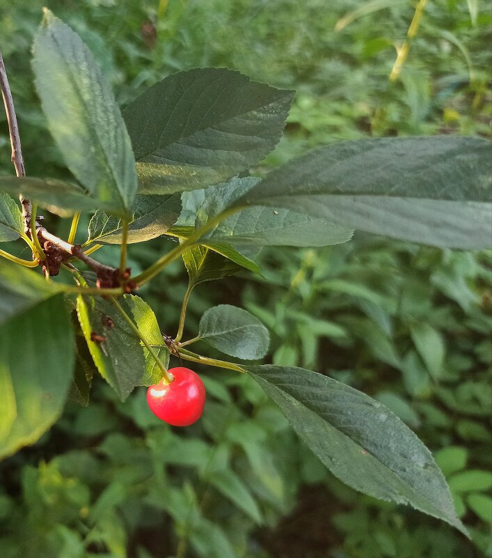 В ожидании птички... - veilins veilins