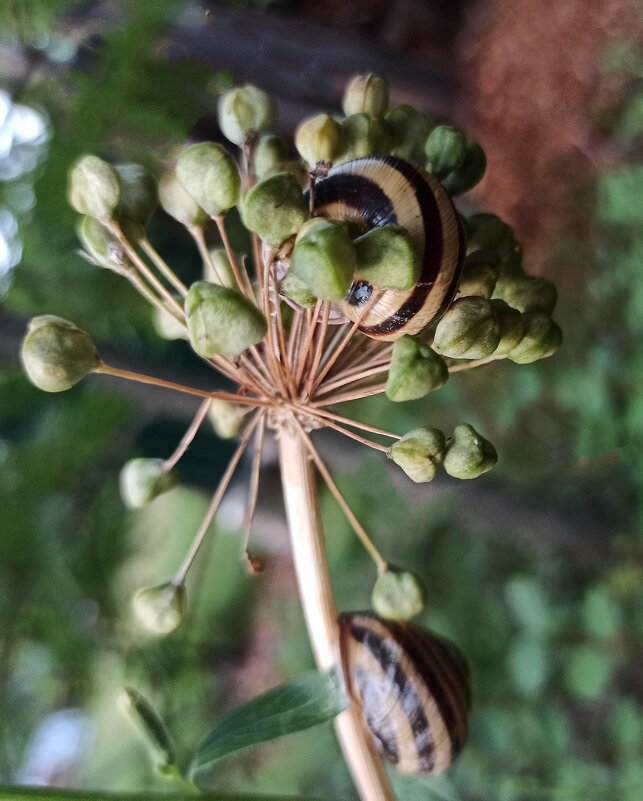 Улитки пируют! - veilins veilins Улитки пируют! - veilins veilins