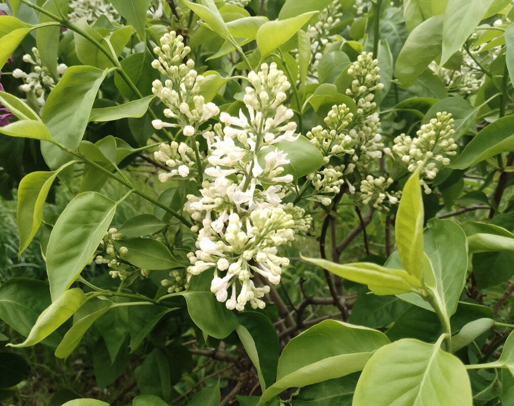 весна - Анастасия Малыгина