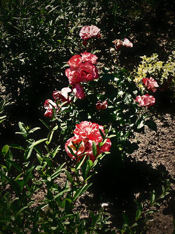 Летние этюды 59 - Алексей Кузнецов