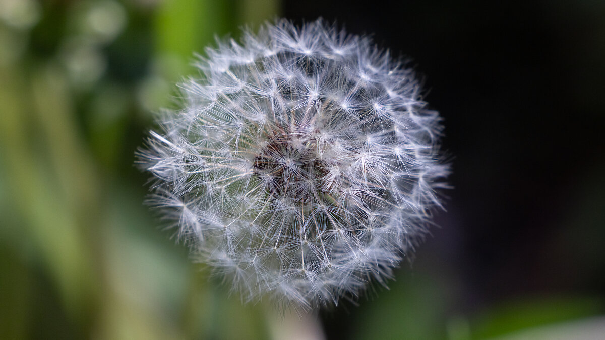 Одуванчик - Фёдор Воронов Одуванчик - Фёдор Воронов