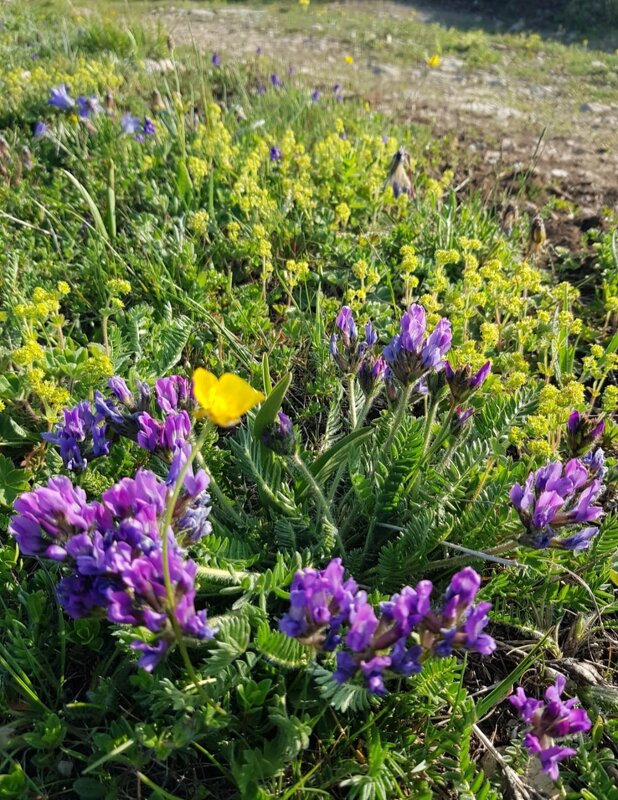 ПЛАТО ЛАГОНАКИ - Tata Wolf ПЛАТО ЛАГОНАКИ - Tata Wolf