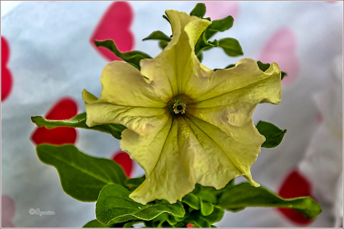 Про цветы... - Aquarius - Сергей