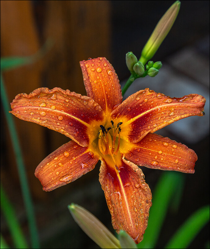 Дождь прошёл - Александр Тарноградский Дождь прошёл - Александр Тарноградский