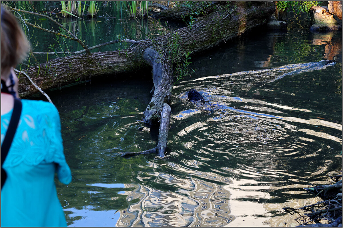 *** - Сергей Премонишын