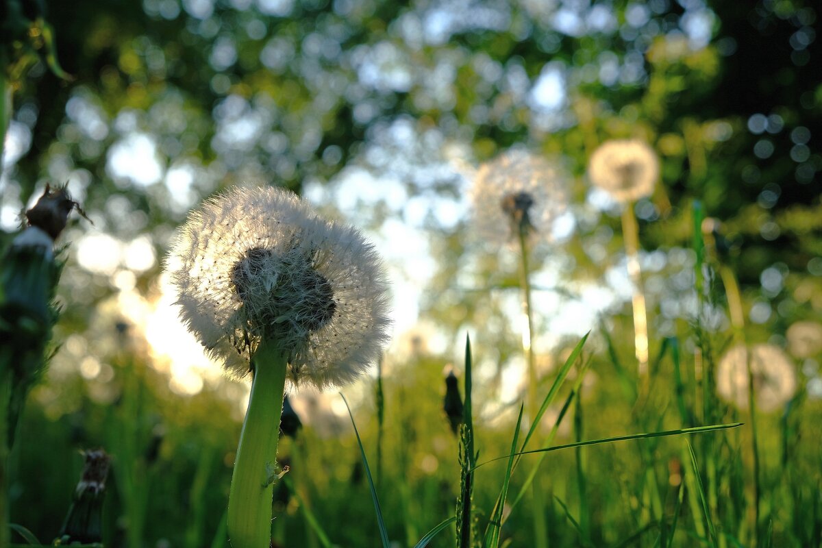 Летом в предзакатное время - Александр Орлов
