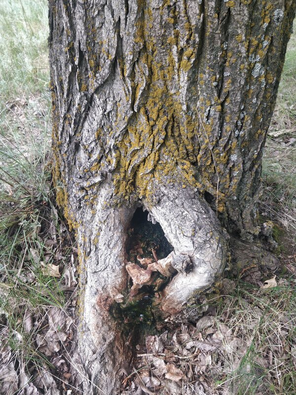 Кто,в теремочке живёт? - Андрей Хлопонин