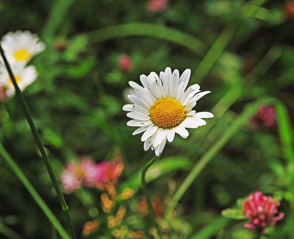 Июль...Улыбка ромашки! - Владимир 