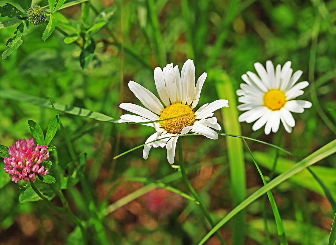 Июль...Ромашки-сестрички! - Владимир 