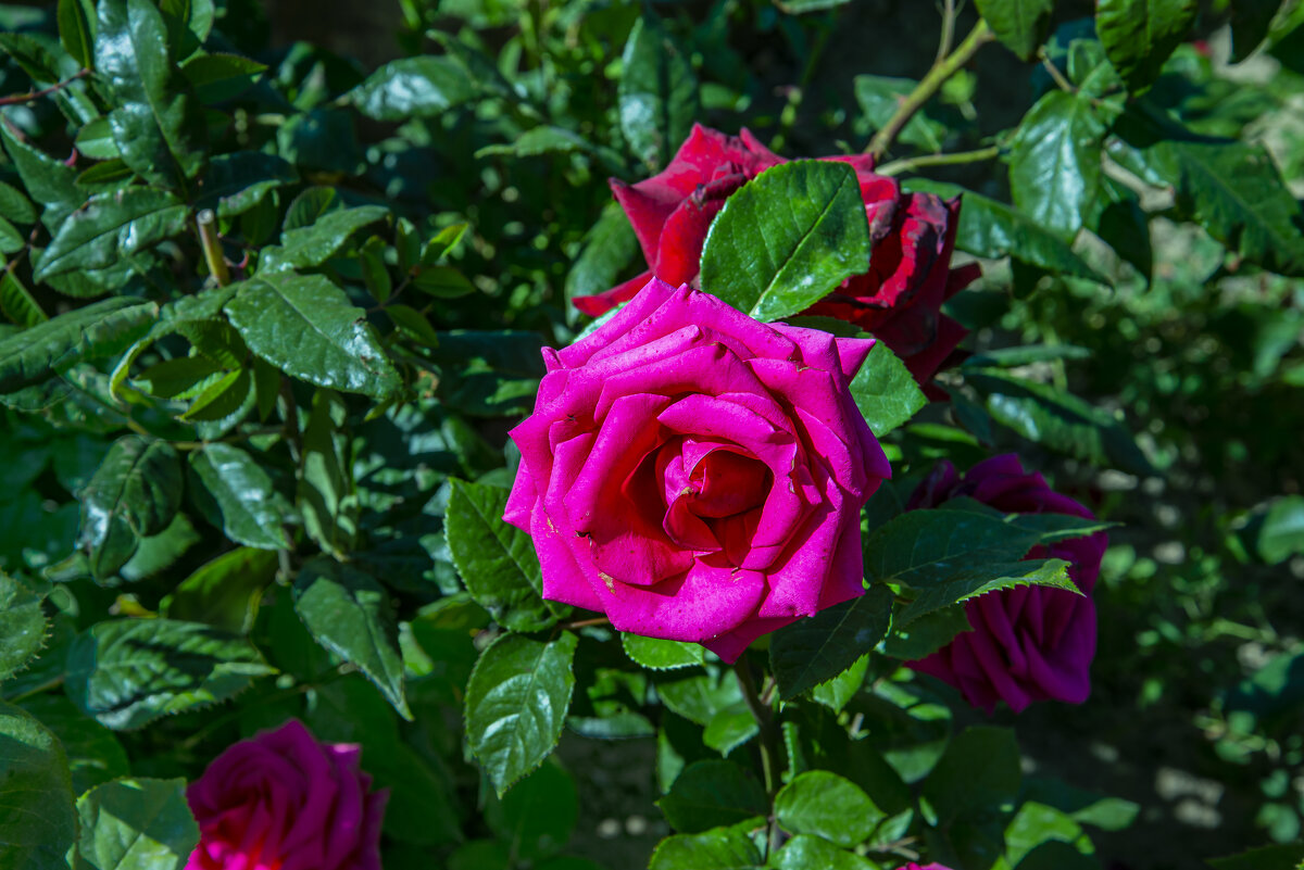 Роза - Анатолий Чикчирный Роза - Анатолий Чикчирный