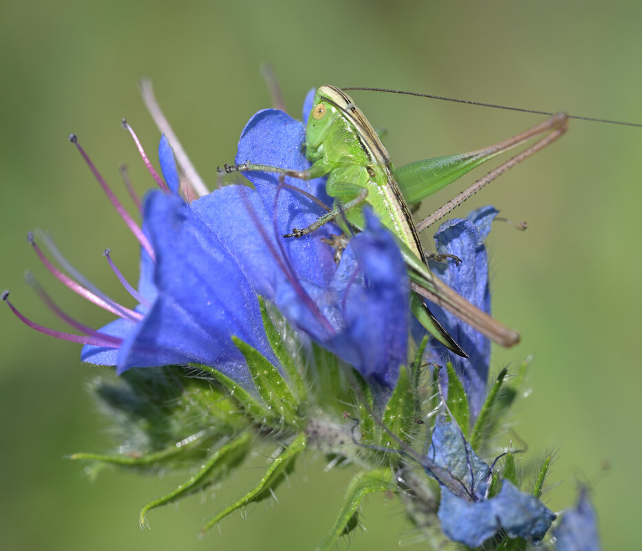 Кузнечик - Дмитрий Шемонаев