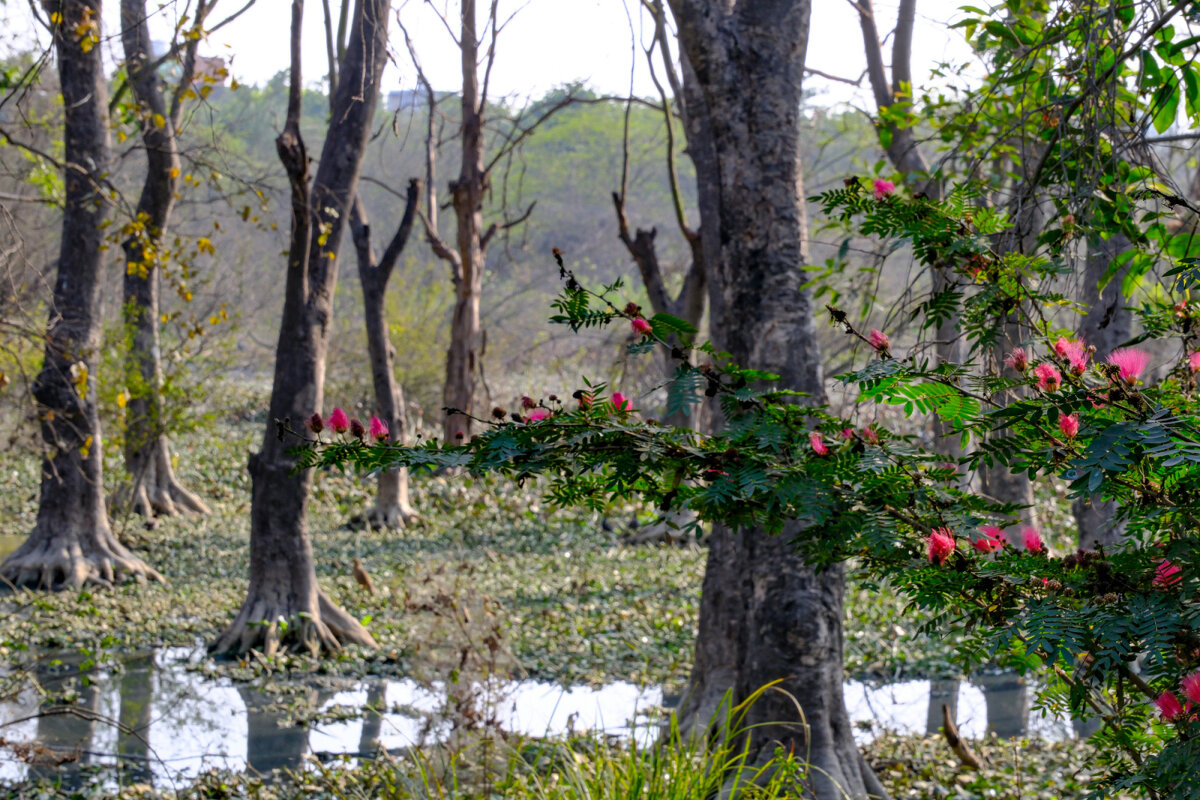 Najafgarh Drain Bird Sanctuary (Наджафгарх Дрейн) - Георгий А