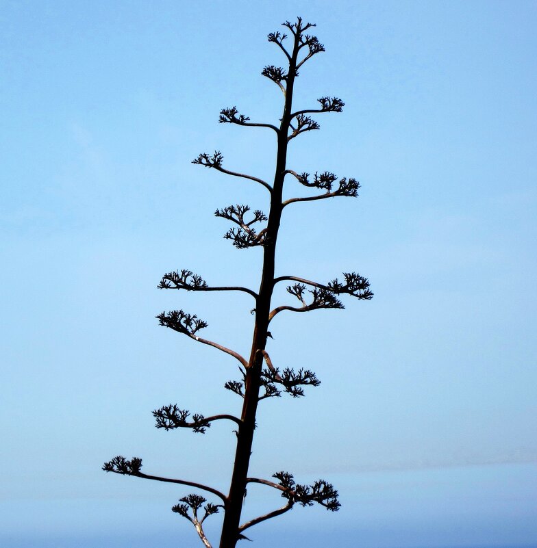 Ничего лишнего - Натали 