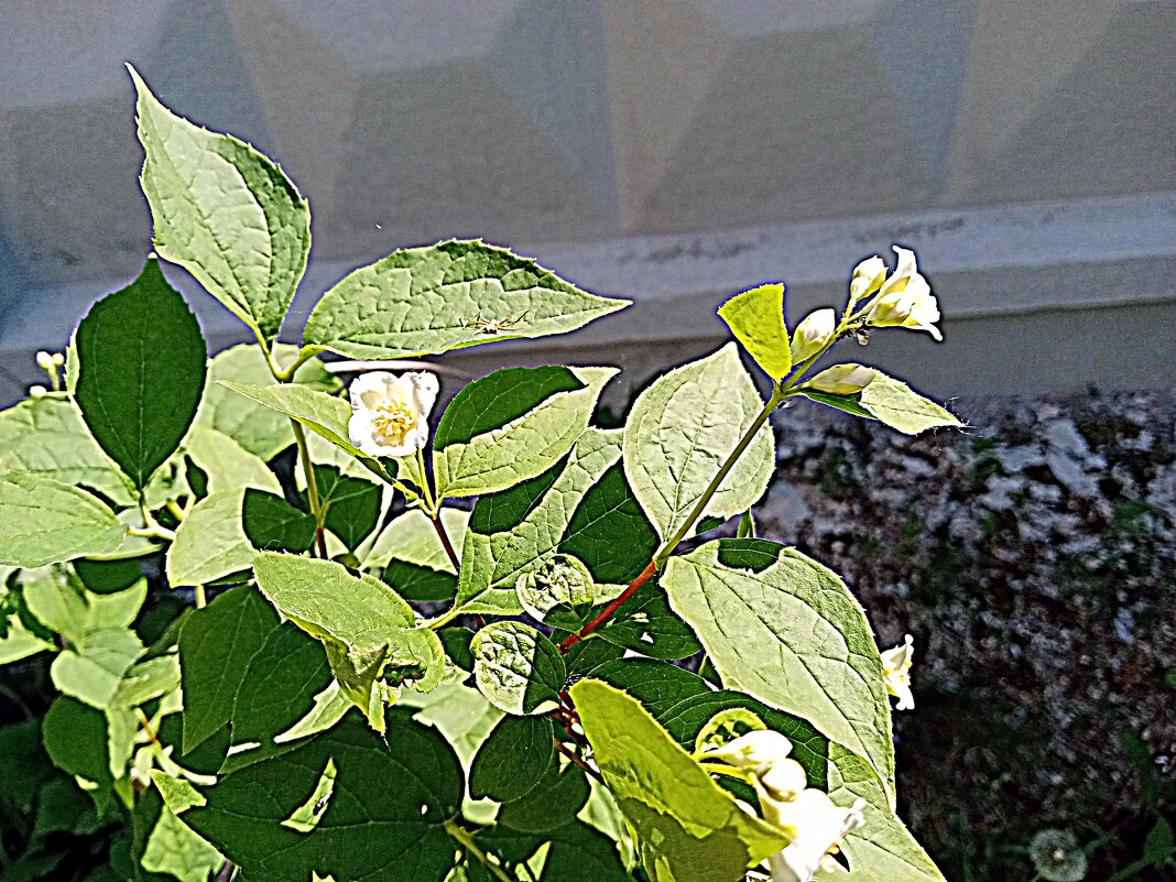 Цветы. - Владимир Драгунский