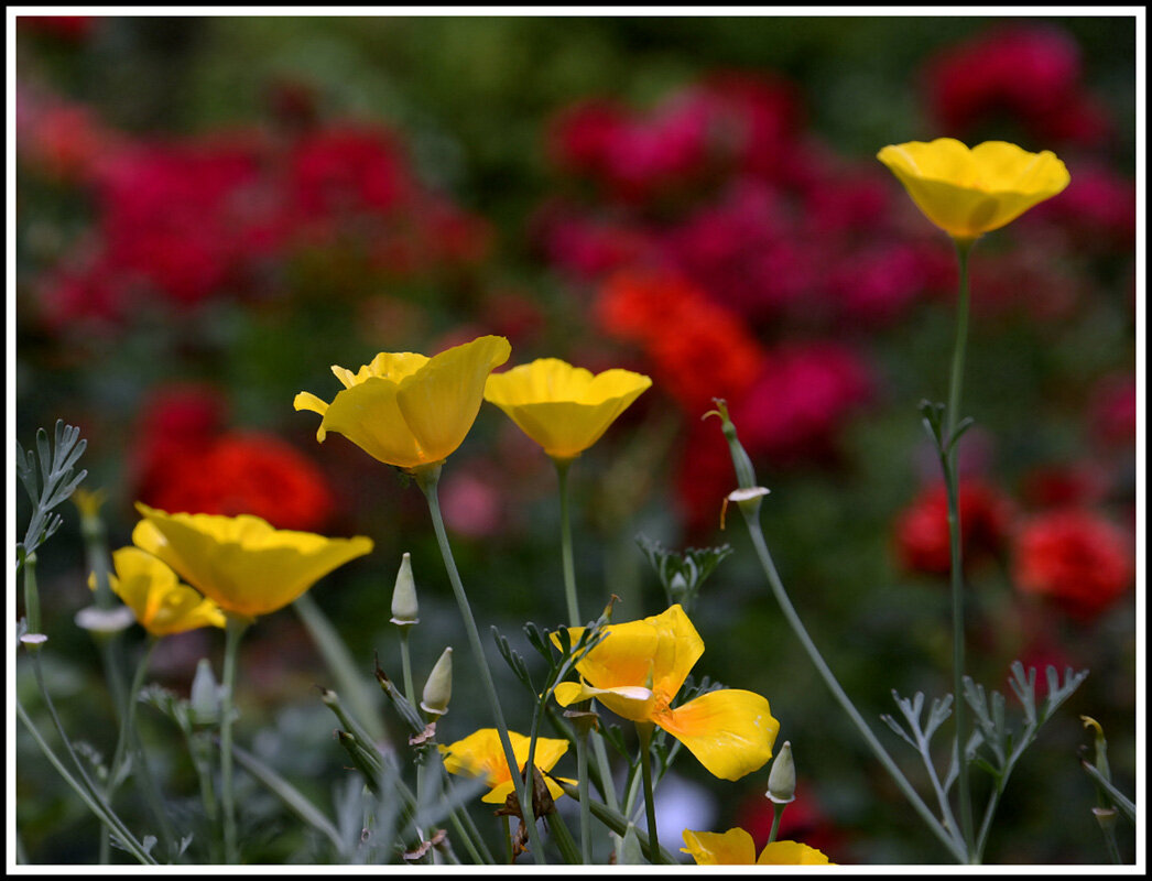 Краски лета - Aleksandr Gal