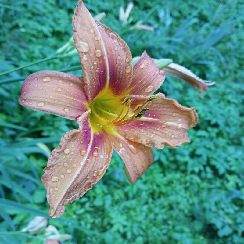 С капельками дождя - Елена Семигина