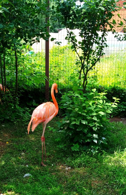 Розовый фламинго - светлана льдокова Розовый фламинго - светлана льдокова