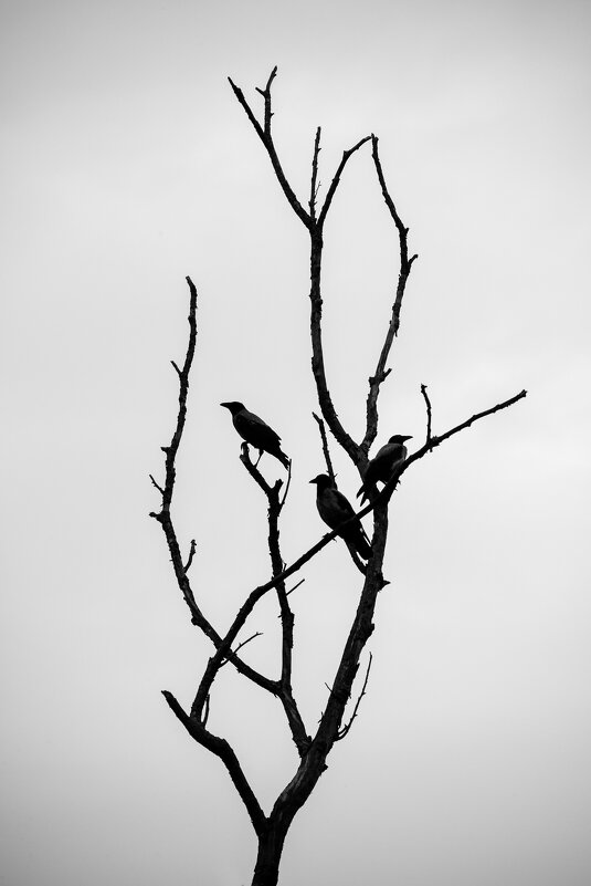 *** - Зинаида Манушкина