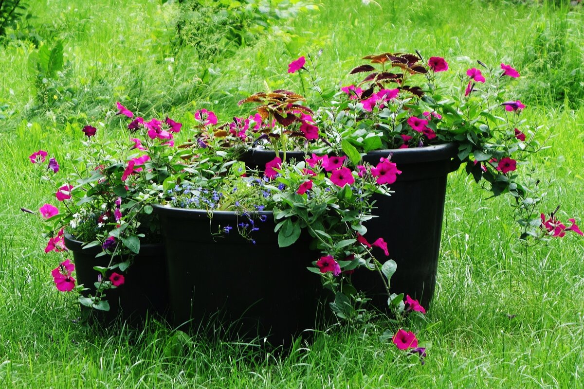 Петуния - Рита Симонова