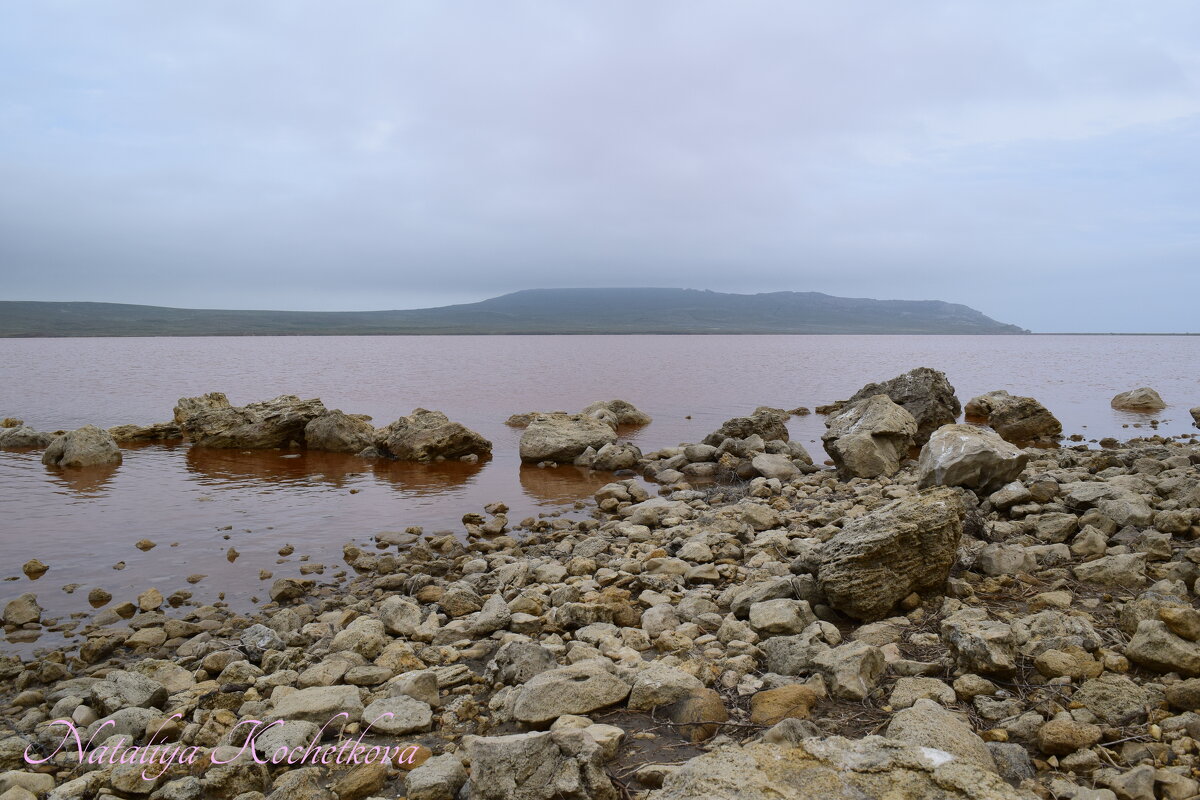 Природа Крыма - Amazing Cosmea