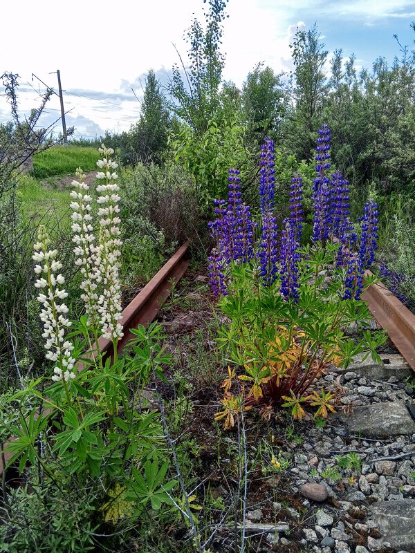 Люпины - Сапсан 