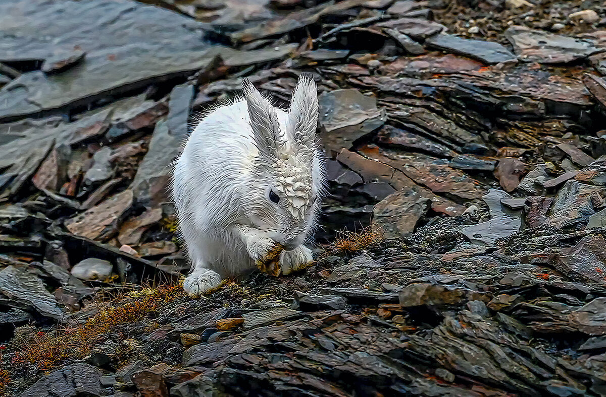 Арктический беляк. - Aleksey Afonin