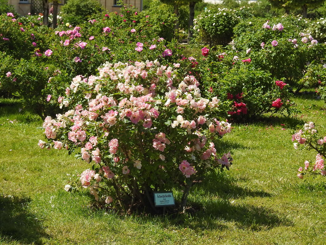 французский парк в Рундале - ИННА ПОРОХОВА