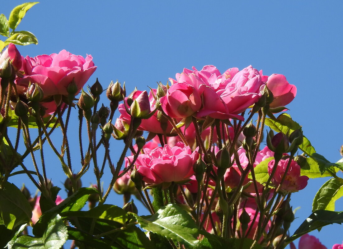 французский парк в Рундале - ИННА ПОРОХОВА