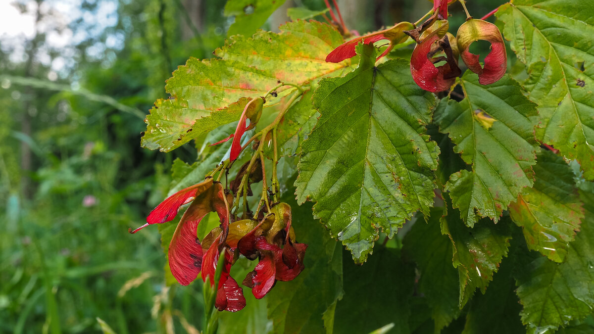 ***** - юрий поляков