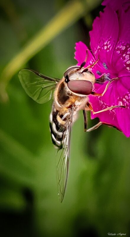 Муха журчалка - Андрей Шейко