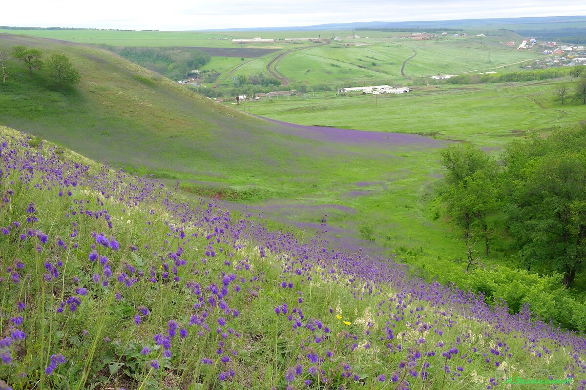 Когда цветёт шалфей... - Андрей Заломленков Когда цветёт шалфей... - Андрей Заломленков