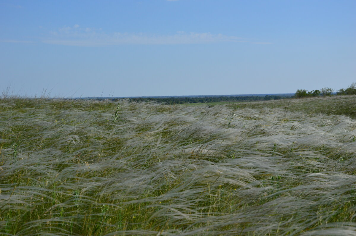 Ковыль. - Виктор 