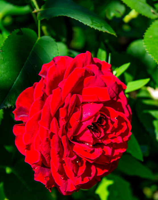 Дачная роза - Светлана SvetNika17