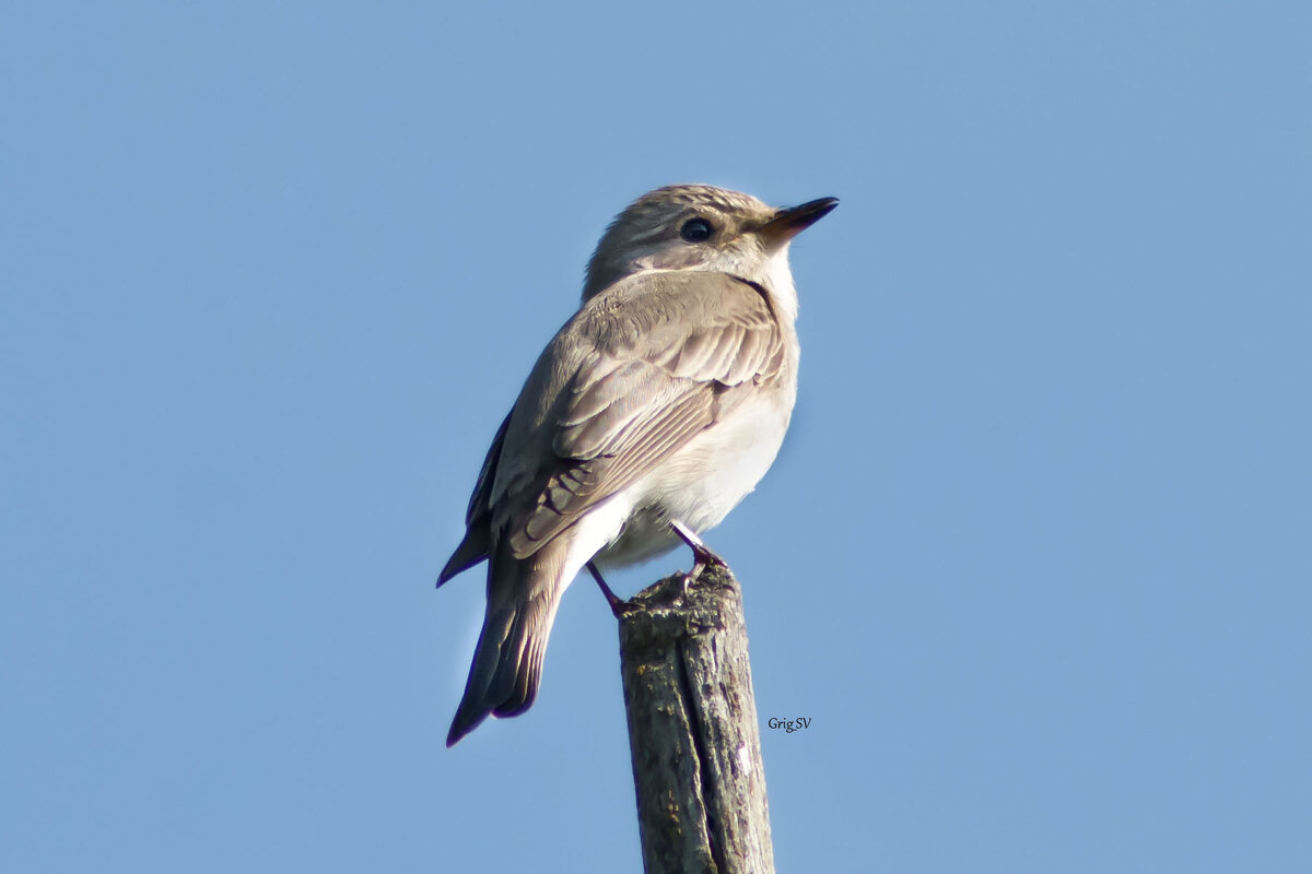 Серая мухоловка - Светлана Григорьева Серая мухоловка - Светлана Григорьева