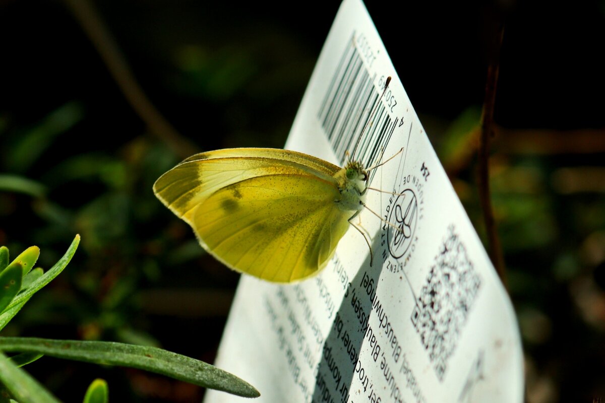 Читающая - Юрий. Шмаков Читающая - Юрий. Шмаков