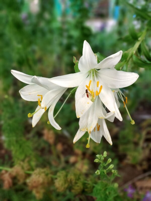 На клумбе лилия цветёт...Лето - пора цветов - tatyana 