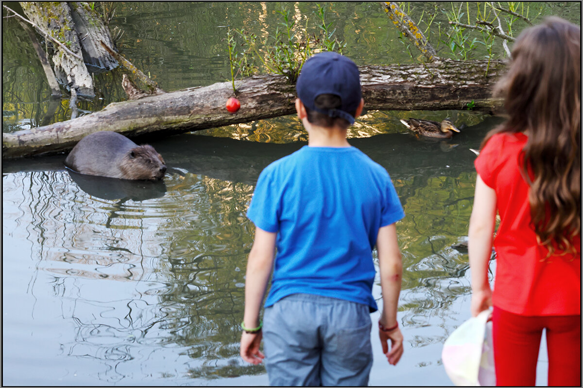 Дети заканчивают кормление бобра яблоком - Сергей Премонишын