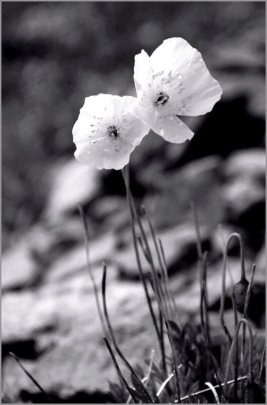 ... - Юрий Ковшов