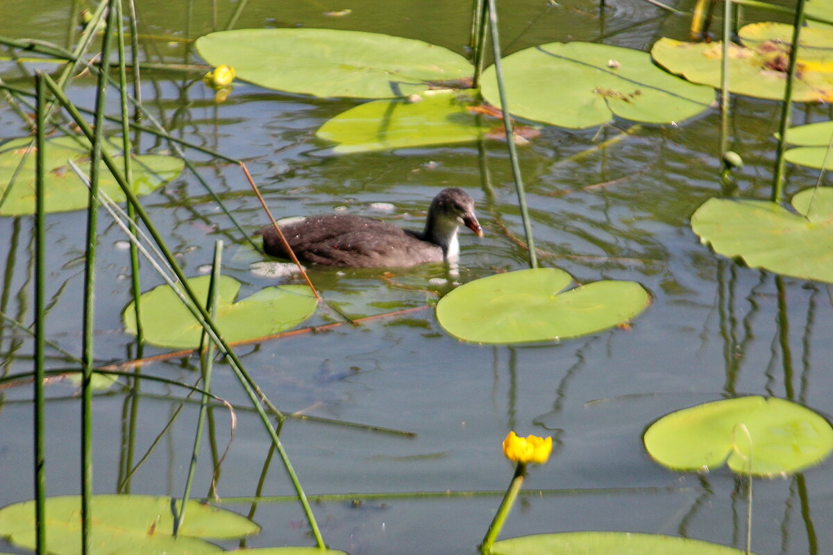 Чомга серощекая - Александр Чеботарь