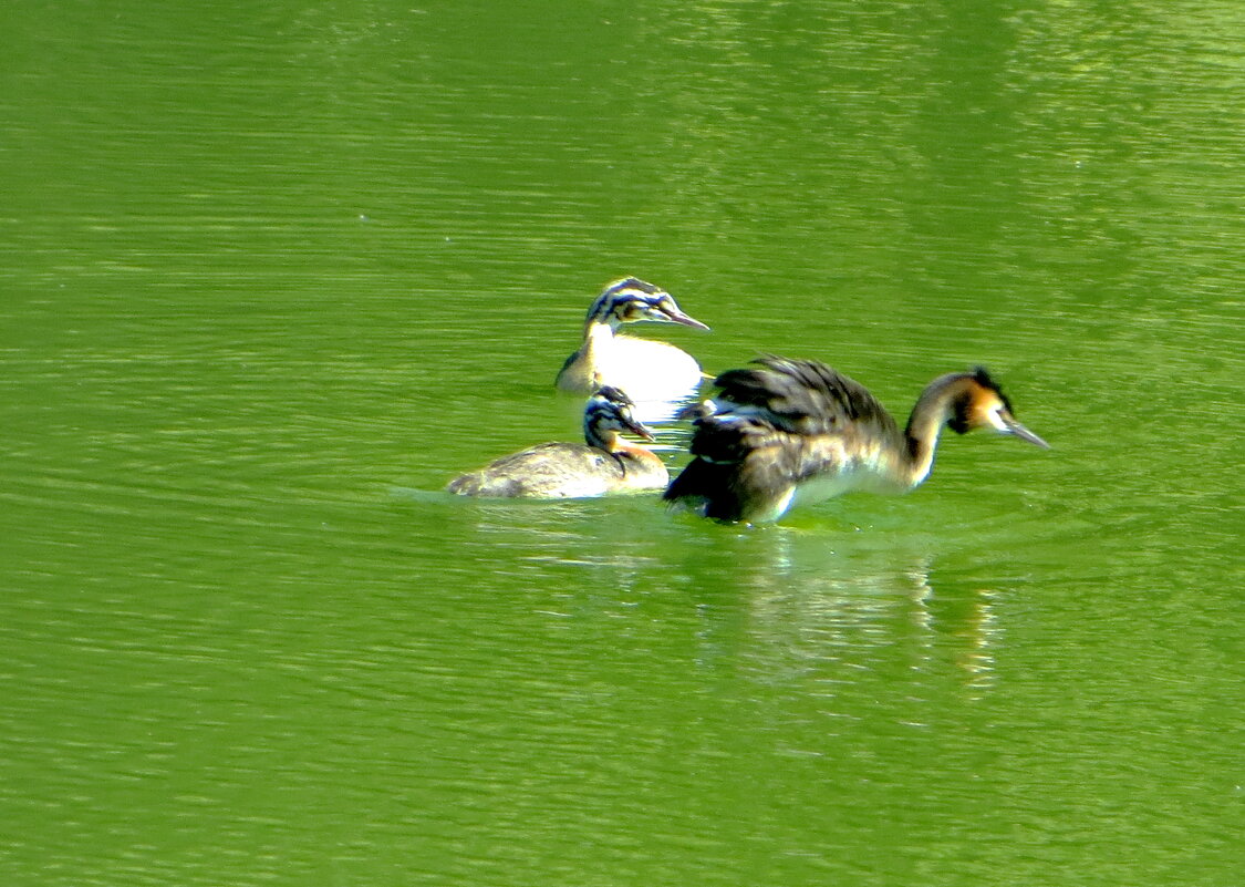 Чомга (большая поганка) - Александр Чеботарь