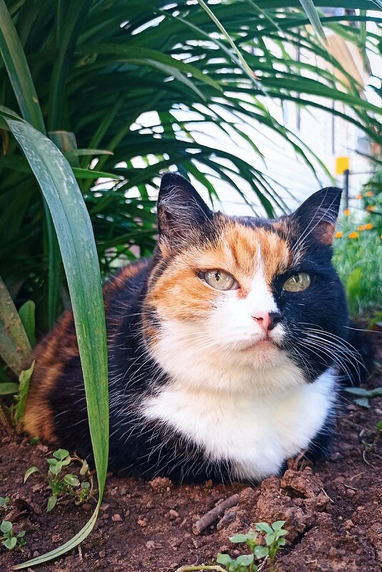 *** - Светлана Кузнецова