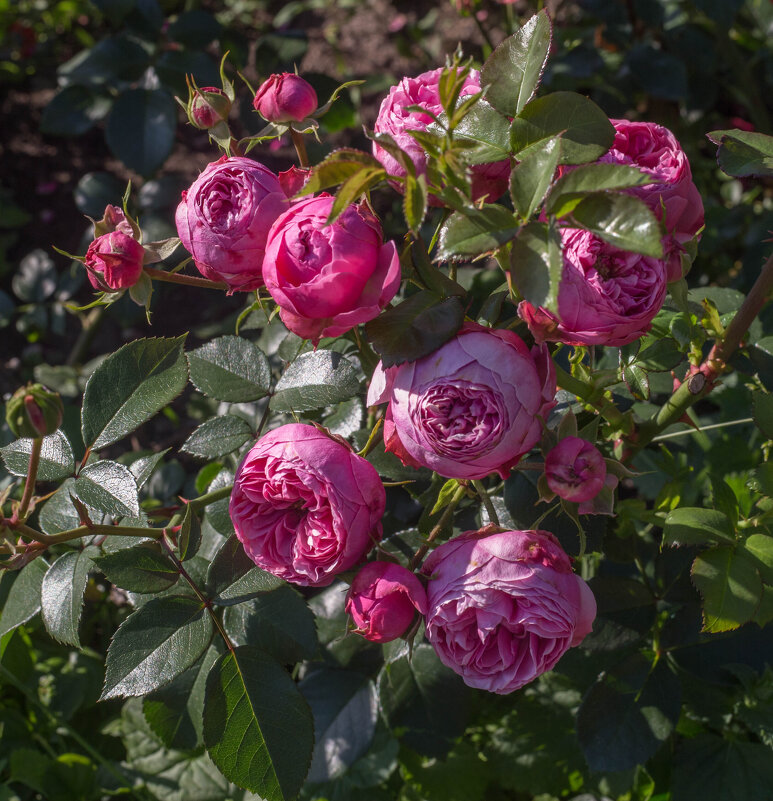 *макушка лета - Александра 