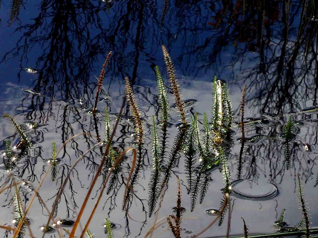Водные растения - Сергей Швечков Водные растения - Сергей Швечков
