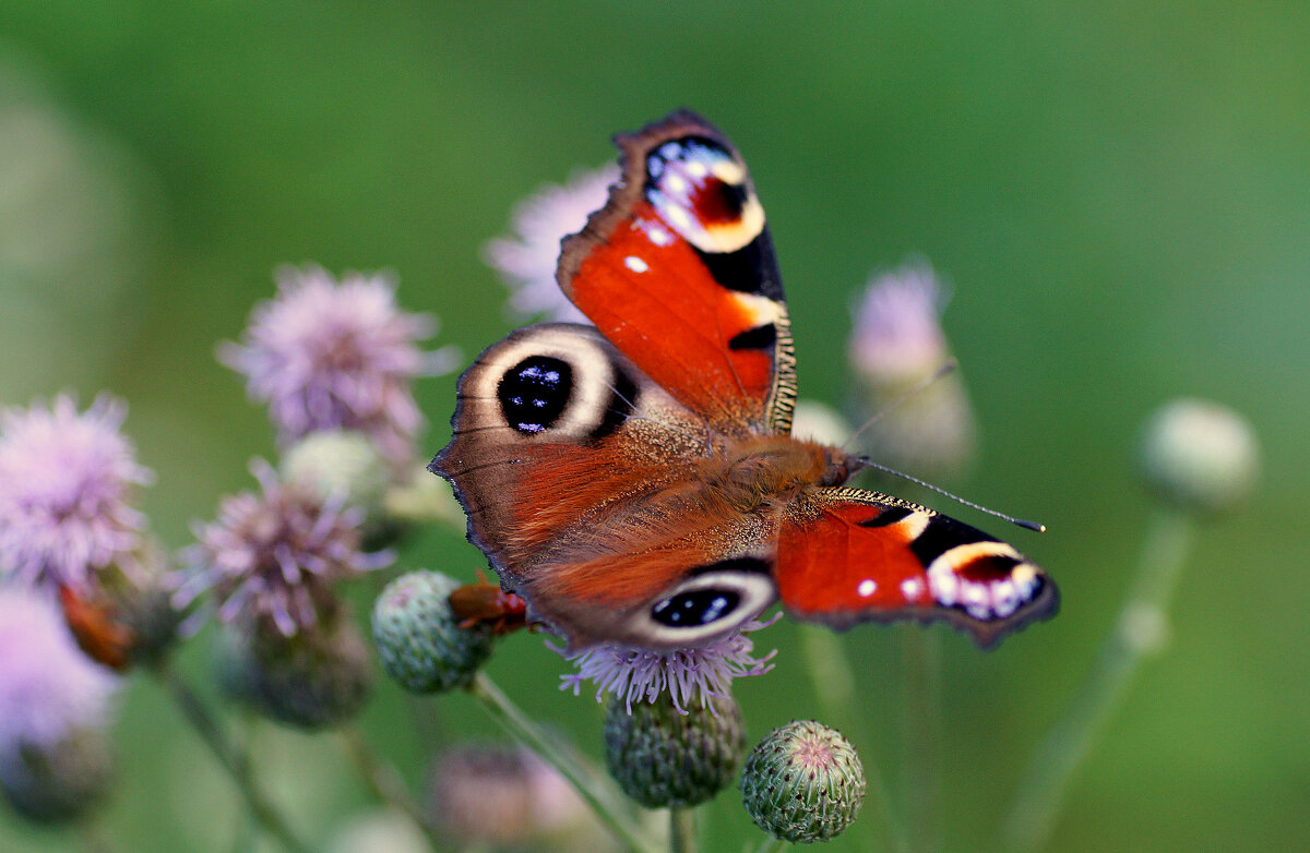 из снятого сегодня 3 - Александр Прокудин